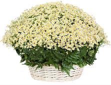 Цветочная композиция из Ромашки в корзине #REPLACE_PRED# Урмарах